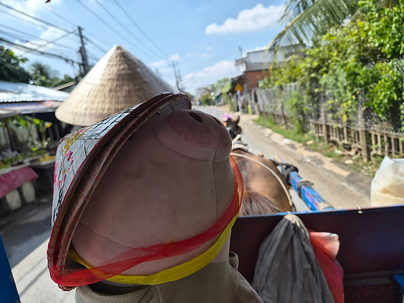 Dino Pig In Vietnam