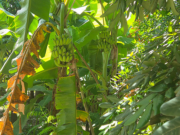 Bannas on trees Cambodia Silk Island